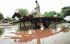 The shadow of a loaded rehra in rainwater makes a photogenic scene in Chandigarh on Monday.