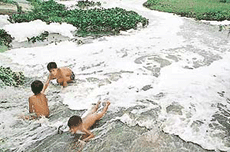 Children, unaware of the danger, swim in chemically poisoned foam and clusters of slimy weeds, including hyacinth, in the Ghaggar, near Zirakpur, on World Environment Day. 