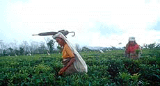 Women workers in a tea garden in Jalpaiguri district pick green tea leaves unaware that the world is observing World Environment Day on Tuesday. 