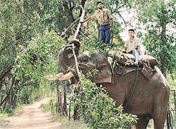 A tusker at its branch office near Chhat Bir. 