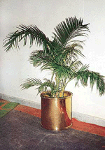 Arecanut palm