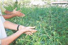 The dense bhang growth in the rear of PEC’s Shivalik Hostel in Chandigarh attracts city youths, who rub plant leaves for preparing ‘soota’.