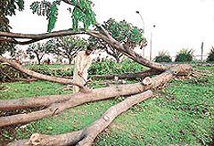 Trees being felled in Industrial Area, Phase-I, Chandigarh, to make way for the Chandigarh-Ludhiana rail link on Saturday. 