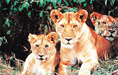 Animal World: Lions: Wild questions