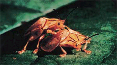 Insectia: Mating Game: Aping humans
