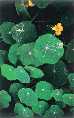 Nasturtium plant attacked by leaf miner