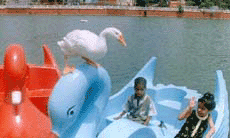 Two children watching a swan sitting on their duck-shaped boat at Rajindra Lake in Patiala on Sunday.
