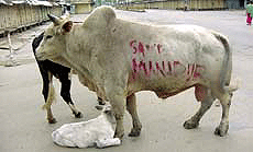 A cow with "Save Manipur" painted on its side stands beside its calf in a deserted steet in Imphal, state capital of the eastern Indian state of Manipur, on Tuesday.