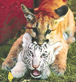 Hunter, a three-month-old male cougar cub, pounces on Chandi,a seven-week-old female Bengal tiger cub, a zoo in Vallejo, California. 