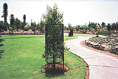 KING AMONG THORNS: A three-year-old sandalwood plant in Cactus Garden, Panchkula.  