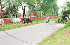 Electricity wires dangle perilously in Sector 39, Chandigarh on Friday after the city was lashed with strong winds and torrential rains.