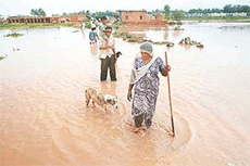 Residents of Bishanpura village, near Zirakpur, wade through a vast stretch of land inundated by the breached Sukhna cho following heavy showers on Friday night and Saturday morning. 