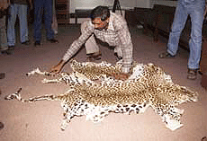 A Delhi police official displaying the seized leopard's skin during a press conference at police headquarters in New Delhi on Monday.