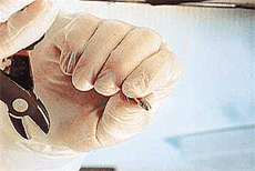 Examining criminal evidence in New Detectives