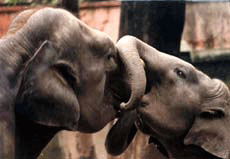Mock fight  Elephants in joyful mood in Kolkata zoo on Sunday.