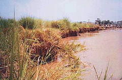 The overflowing Ravi damages land near the border fencing in the villages of Rania and Kakkar, Amritsar.
