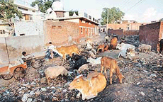A scene at Burail village that speaks volumes for unhygienic conditions prevailing there.