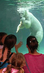 A polar bear keeps cool by eating a large chunk of ice at the Philadelphia Zoo on Thursday.