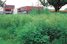 The growth of congress grass in Sector 9-D, Chandigarh.
