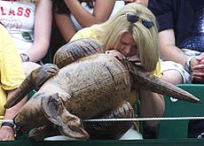 An Australian tennis fan blows up her inflatable Kangaroo as she watches Australia's Pat Rafter play Russia's Mikhail Youzhny during their fourth round match at Wimbledon on Monday. 
