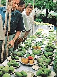 The Haryana Agriculture Minister, Mr Jaswinder Singh Sandhu, appreciates a variety of mango at a stall in Yadavindra Gardens, Pinjore, on the occasion of mango mela which began on Saturday. 