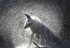 A dog shakes off water after a swim in a flooded quarry near the Czech village of Kosova Hora at the end of the first week of the summer vacation on Sunday.
