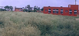 Thick growth of congress grass in an open land in Ambala. 