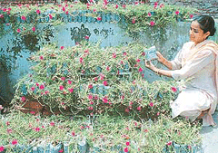 Ruksana Ansari in company of flowers, which she has laboriously grown in discarded Verka milk packets.