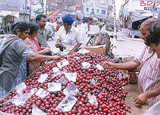 Motivated by agriculture experts, the farmers of Bathinda district started growing fruit, but their marketing is proving to be difficult and cumbersome for them.