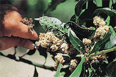 Malformed floral shoot of mango tree