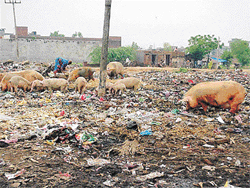 Pigs rummage through garbage along the railway line near Kartar Nagar, which has turned into a virtual garbage dump.