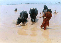 The people are transferring their animals from the flooded area to safe area, the flood comes due to the 150 feet breakage at Ghaggar River at Village Chandu Distt. Sangrur on Thursday.