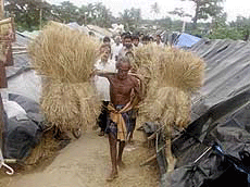 A villager carries bundles of rye through a temporary encampment built to escape flood waters near Jagatsingpur, in the eastern Indian state of Orissa on Saturday.