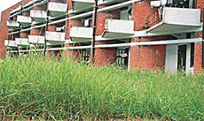 Thick wild growth more than sums up the sorry state of hostel No. 5 on the Panjab University campus.