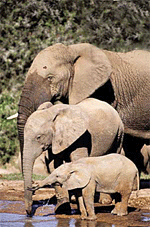 The prospect of elephants in Kashmir has thrown up exciting possibilities.