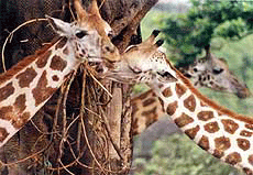 Young giraffe calves enjoy a post-shower breeze in Kolkata.