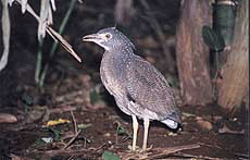 A rarely found bird.