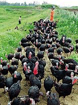Chinese farmers herd turkeys in Xuyi county, Jiangsu province on Saturday.