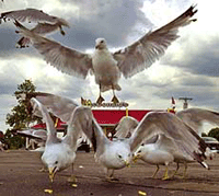 A flock of gulls swoop in for discarded French fries at a McDonalds' on Wednesday 