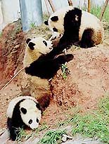 Panda cubs