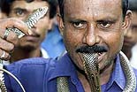 snake-charmer