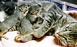 Two baby squirrels nurse on a cat.