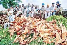 Khair stumps which were recovered by the Punjab Forest Department.