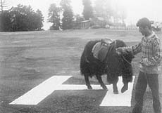 A yak at the helipad for the President of India at Charabra , near Shimla.