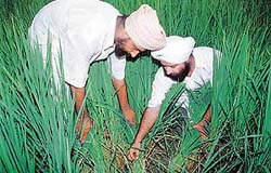 Farmers showing the drying of paddy plants near roots due to the attack of planthopper. 
