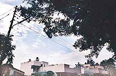 Branches of eucalyptus trees pose danger to nearby houses in Sector 36-D.