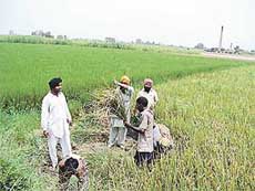 Farmers of Lalton village harvest the advanced variety of paddy.