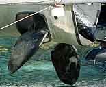 Keiko, a 5-ton killer whale best known for his appearance in Warner Brothers' "Free Willy" films.