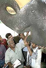 Rashid, 30, an Indian elephant has his mouth checked by veterinarian Dr pannicker on the outskirts of Jaipur, on Tuesday. 