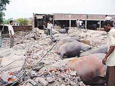 Buffaloes lie buried after a shed collapsed at Haibowal in Ludhiana on Tuesday. 